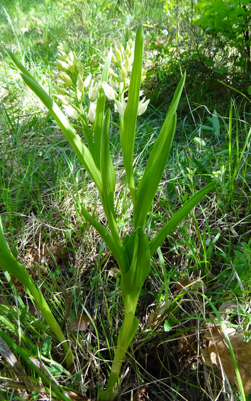 una longifolia con 2 steli.....anomalia ? (: fasciazione)